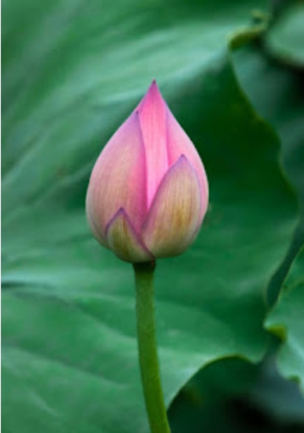 Blooming of Universal Love